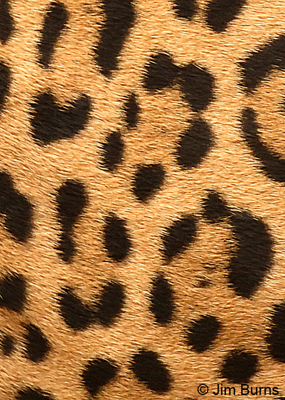 Animal Tracks