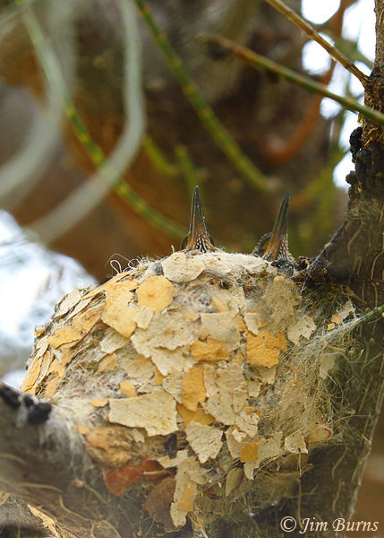Anna's Hummingbird nest with two nestlings--9280