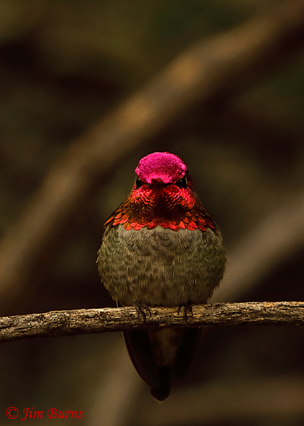 Anna's Hummingbird first light--3181