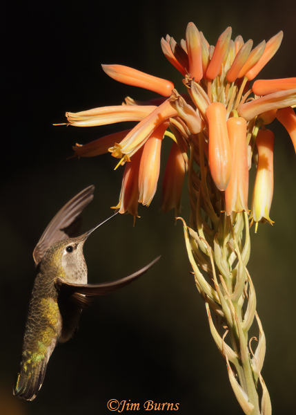 Anna's Hummingbird female at aloe--0226--2