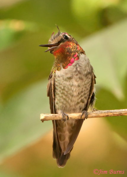 Anna's Hummingbird immature male talking about his bad hair day--3293