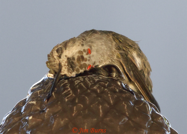 Anna's Hummingbird immature male bathing on fountain--6815