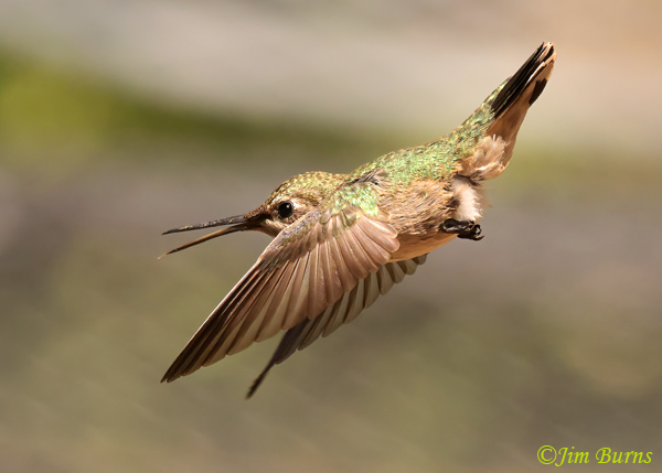 Anna's Hummingbird female chasing insects--8388
