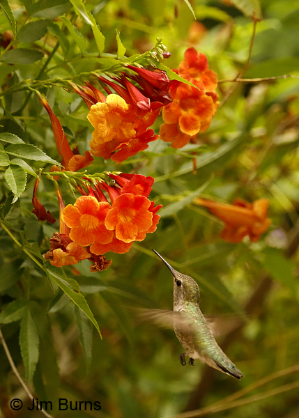 Anna's Hummingbird female at Bells of Fire 7585
