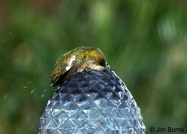 Anna's Hummingbird female relaxing in the tub
