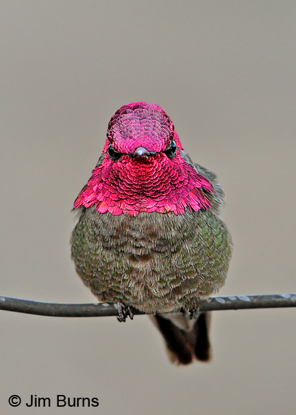 Anna's Hummingbird male last light