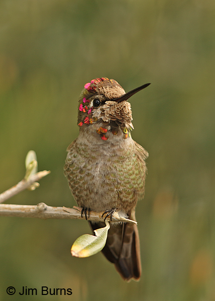 Anna's Hummingbird male mosaic tiles #2