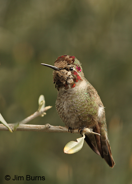 Anna's Hummingbird male mosaic tiles