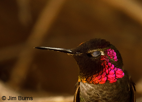 Anna's Hummingbird male eyelid shut