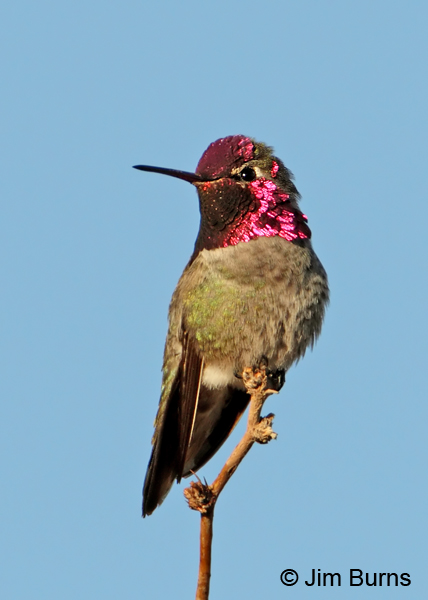 Anna's Hummingbird male