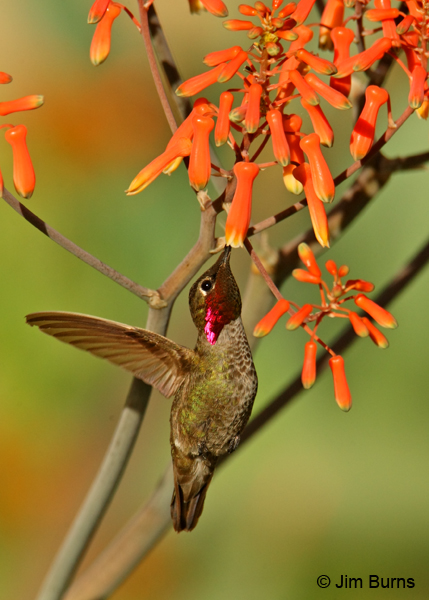 Anna's Humminbird male at Aloe