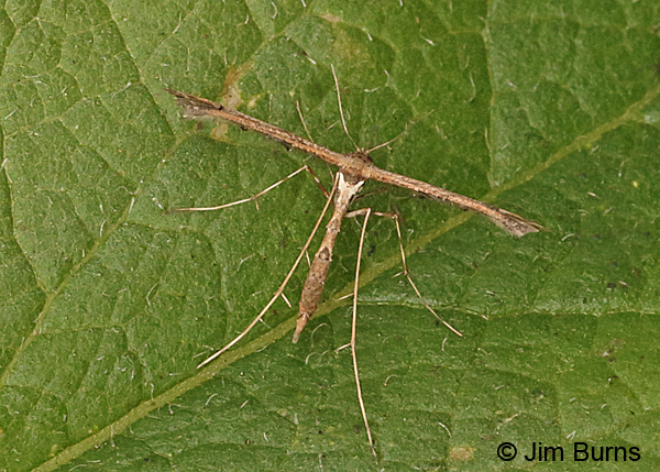 Anstenoptilla marmarodactyla, Arizona