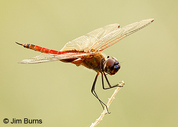 Antillean Saddlebags male face and thorax close-up, Pima Co., AZ, August 2018--8077.tif