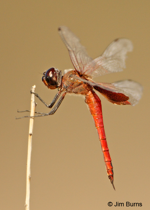 Antillean Saddlebags male profile, Pinal Co., AZ, October 2011