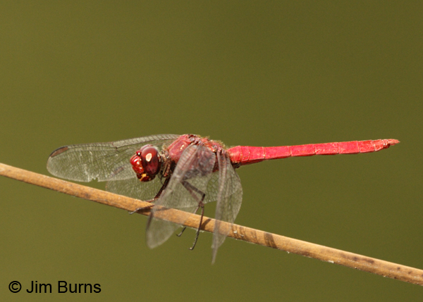 Antillean Skimmer male, Monroe Co., FL, December 2012