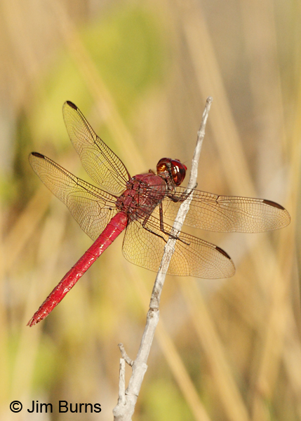 Antillean Skimmer male, dorsolateral view, Monroe Co., FL, December 2012