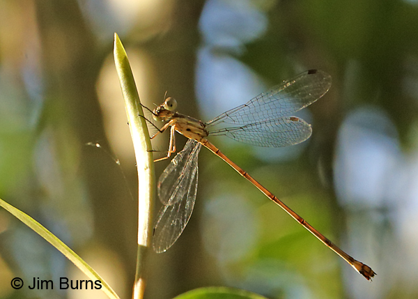Antillean Spreadwing teneral female, Lee Co., FL, December 2016