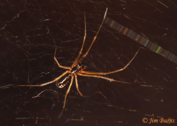 Antlike Sheetweaver male ventral view--9799