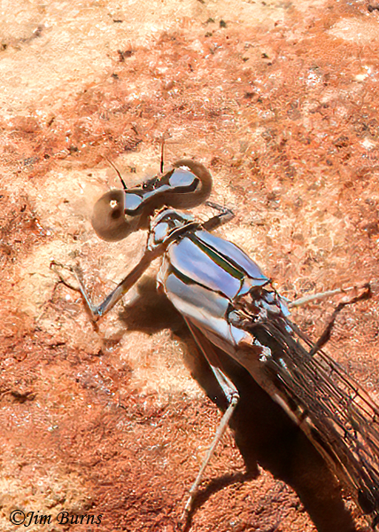 Apache Dancer blue female dorsal close-up, Santa Cruz Co., AZ, May 2023--3700--2