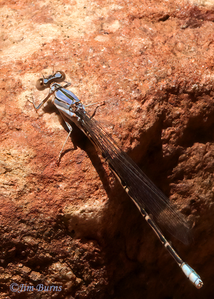 Apache Dancer blue female at 7500 feet, Santa Cruz Co., AZ, May 2023--3700