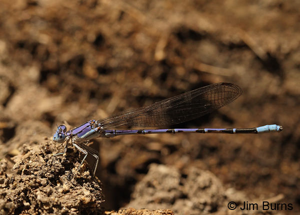 Apache Dancer male, Santa Cruz Co., AZ, June 2013