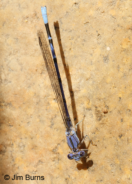 Apache Dancer male dorsal view, Santa Cruz Co., AZ, June 2013