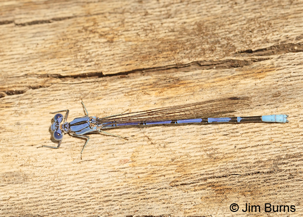 Apache Dancer male on log, Santa Cruz Co., AZ, June 2013