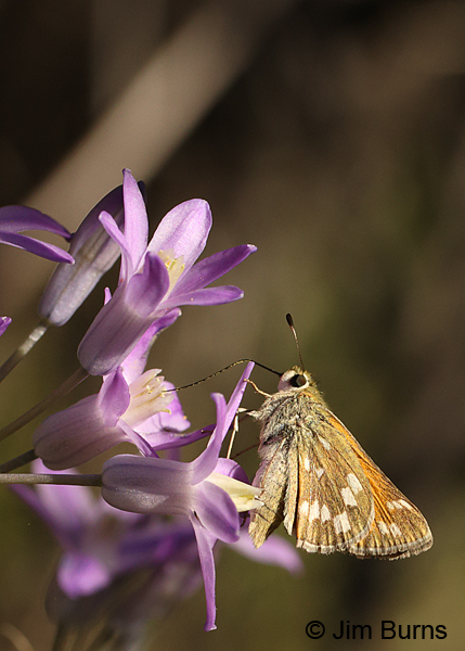 Apache Skipper on Bluedicks, hindwing, Arizona
