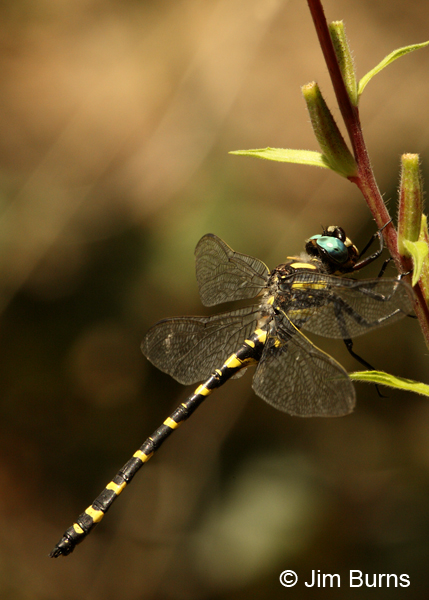 Apache Spiketail male #2, Gila Co., AZ, August 2012