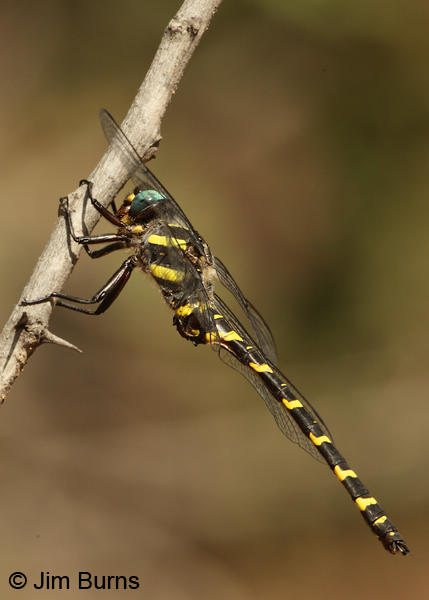 Apache Spiketail male dorsolateral view, Gila Co., AZ, August 2012
