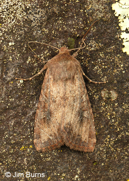 Apamea scoparia, Arizona