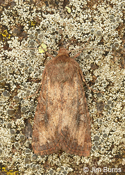 Apamea scoparia on lichen, Arizona