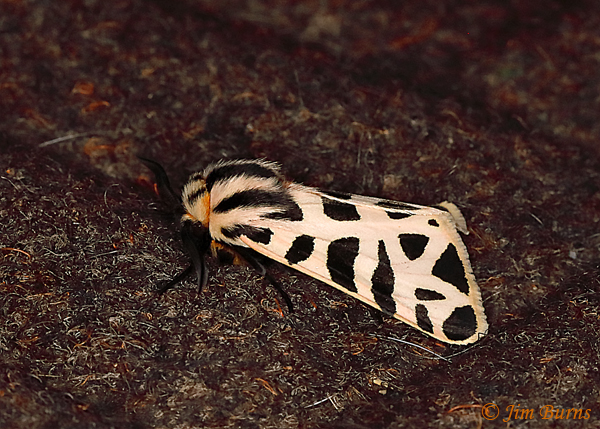 Apantesis incorrupta dorsolateral view, Arizona--1412
