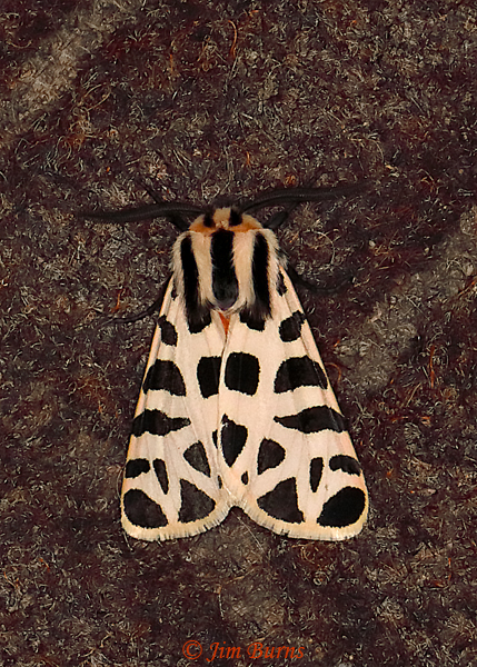 Apantesis incorrupta, Arizona--1413