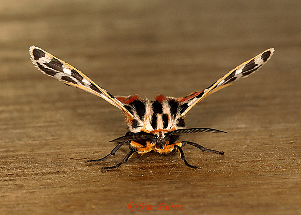Apantesis incorrupta full frontal, Arizona--1538