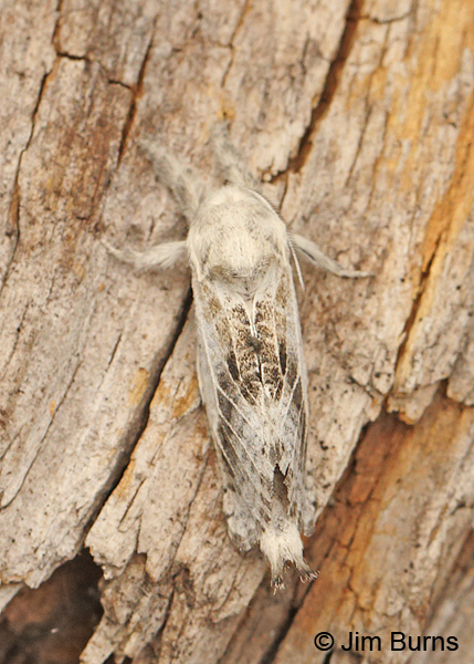 Apotolype brevicrista dorsal view, Arizona