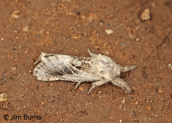 Apotolype brevicrista dorsolateral view, Arizona
