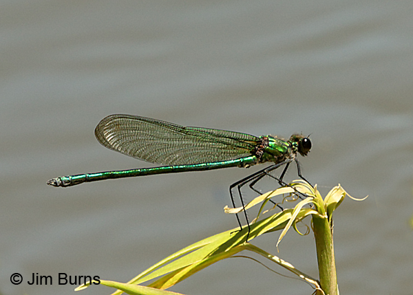 Appalachian Jewelwing male, Buncombe Co. NC, May 2017