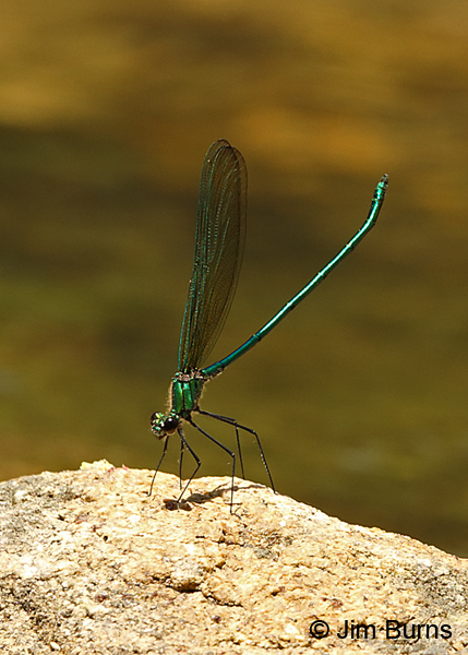 Appalachian Jewelwing male, Oconee Co., SC, May 2017
