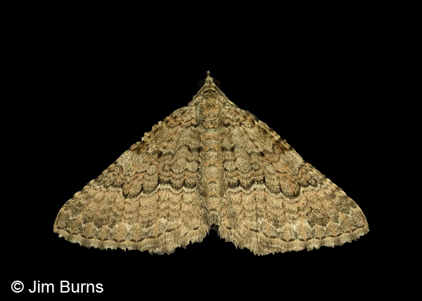 Archirhoe neomexicana #2, AZ