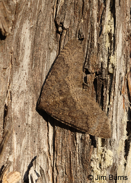 Archirhoe neomexicana #3, Madera Canyon,  Arizona