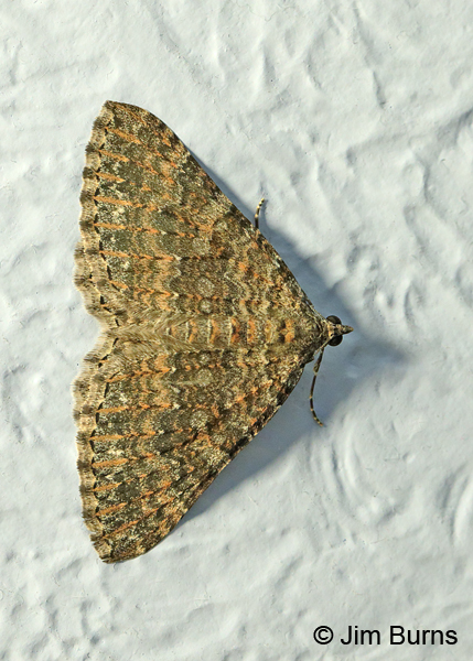 Archirhoe neomexicana on wall, AZ