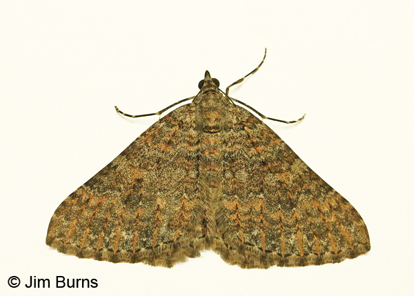 Archirhoe neomexicana on white, AZ
