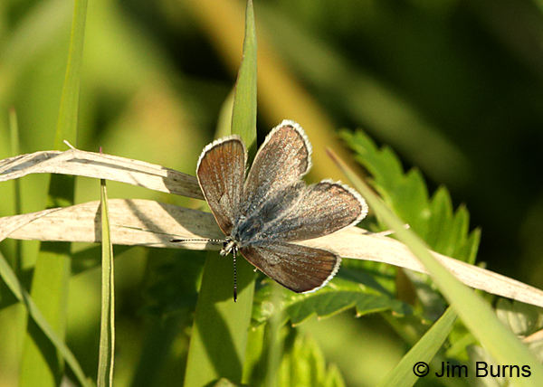 Arctic Blue female, Alaska