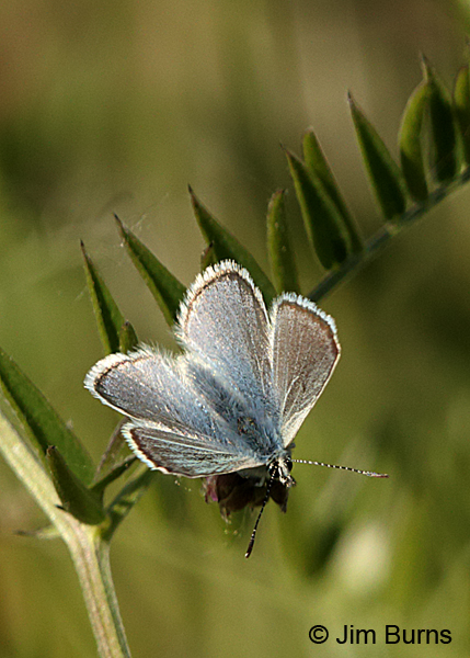 Arctic Blue male, Alaska