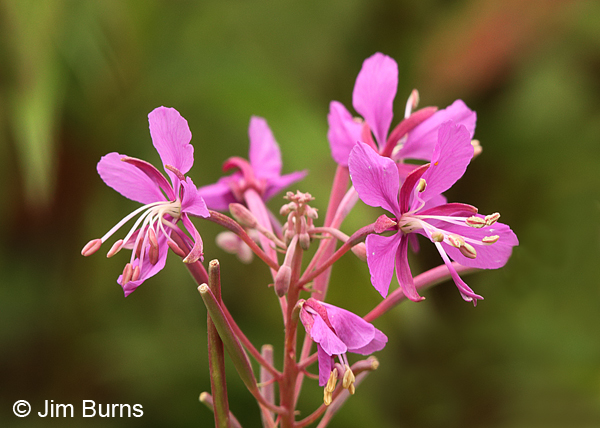 Arctic Fireweed, Alaska
