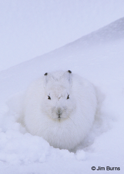 Arctic Hare
