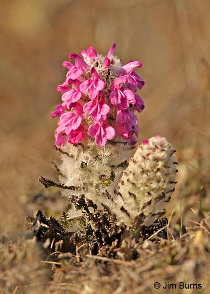 Arctic Lousewart, Alaska