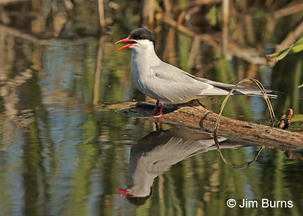 Arctic Tern reflections