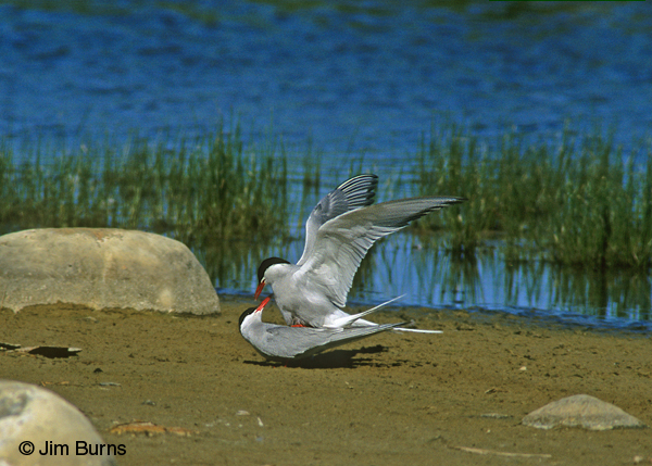 Arctic Terns copulating